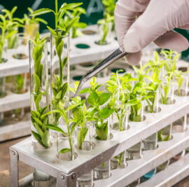 Sperimentazione nuovi OGM